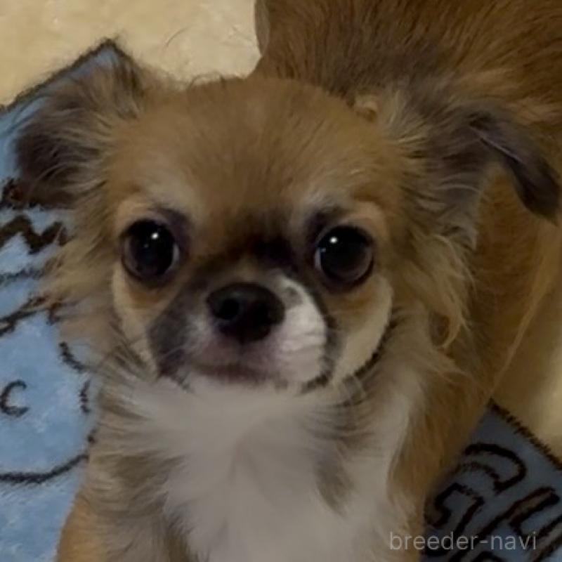 販売中の東京都のチワワ(ロングコート)-423971