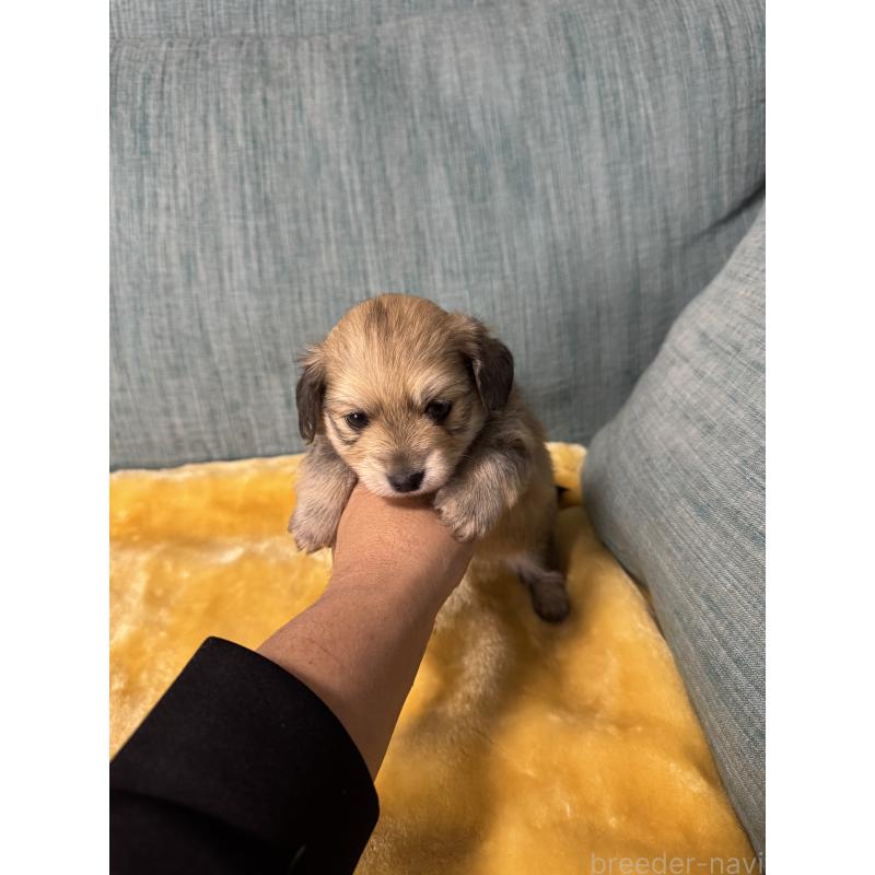 販売中の岡山県のミックス犬-447860の12枚目