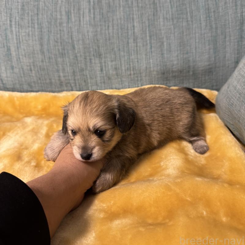 販売中の岡山県のミックス犬-447860の11枚目