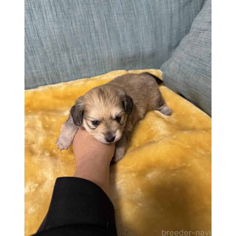 販売中の岡山県のミックス犬-447860の10枚目