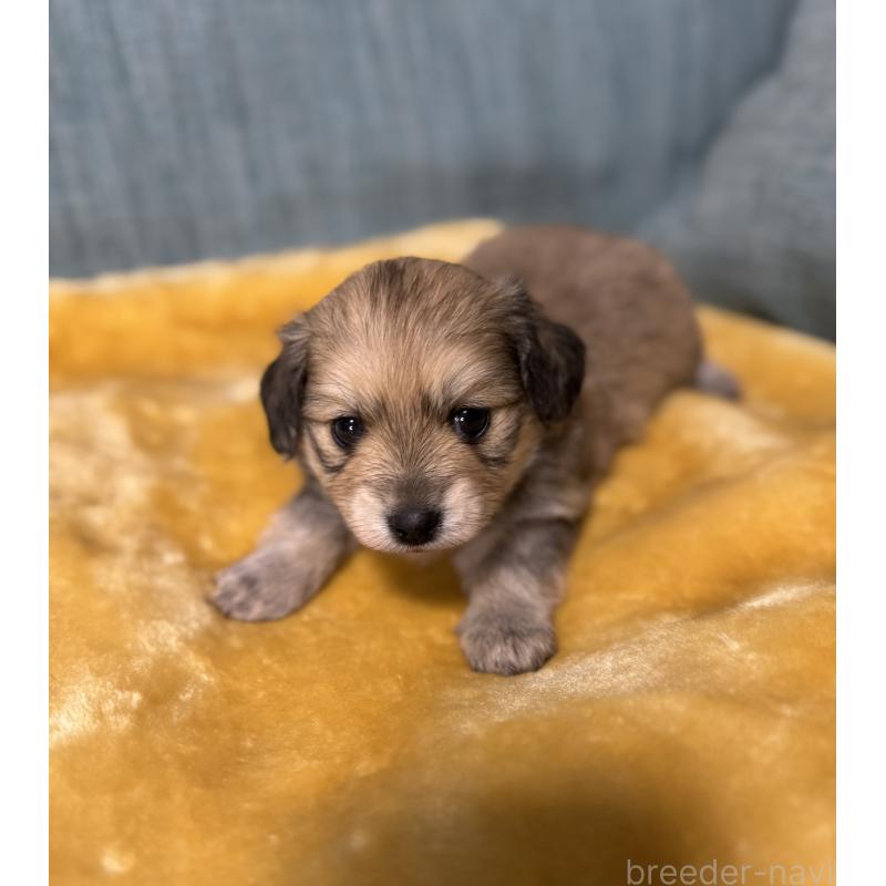 販売中の岡山県のミックス犬-447860の8枚目