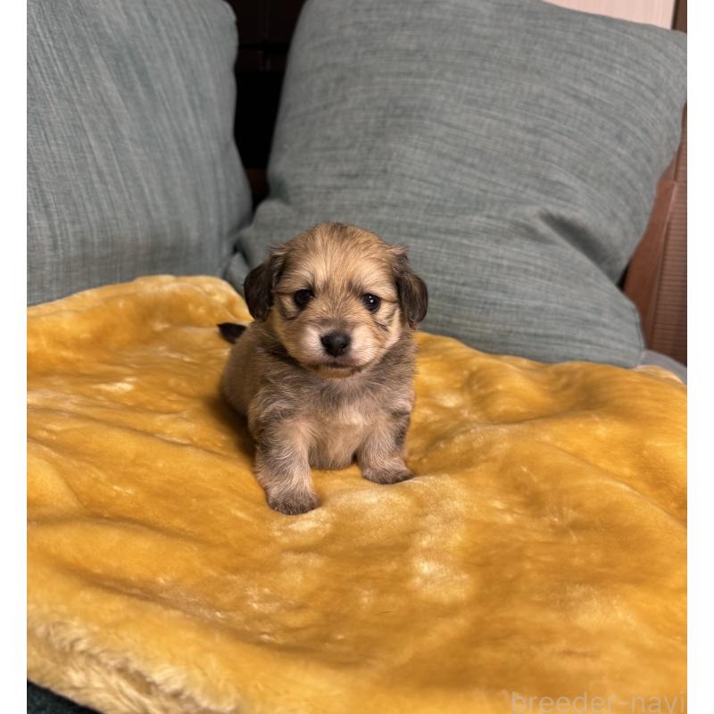 販売中の岡山県のミックス犬-447860の7枚目