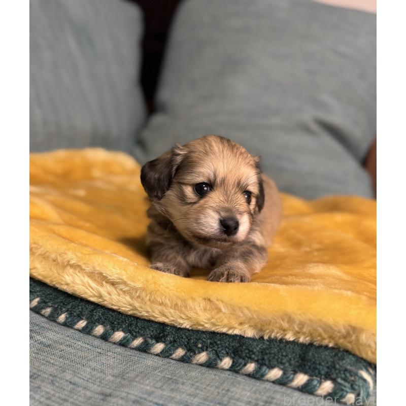 販売中の岡山県のミックス犬-447860の5枚目