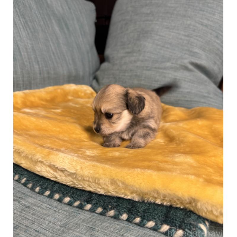 販売中の岡山県のミックス犬-447860の3枚目