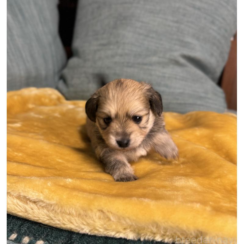 販売中の岡山県のミックス犬-447860の2枚目