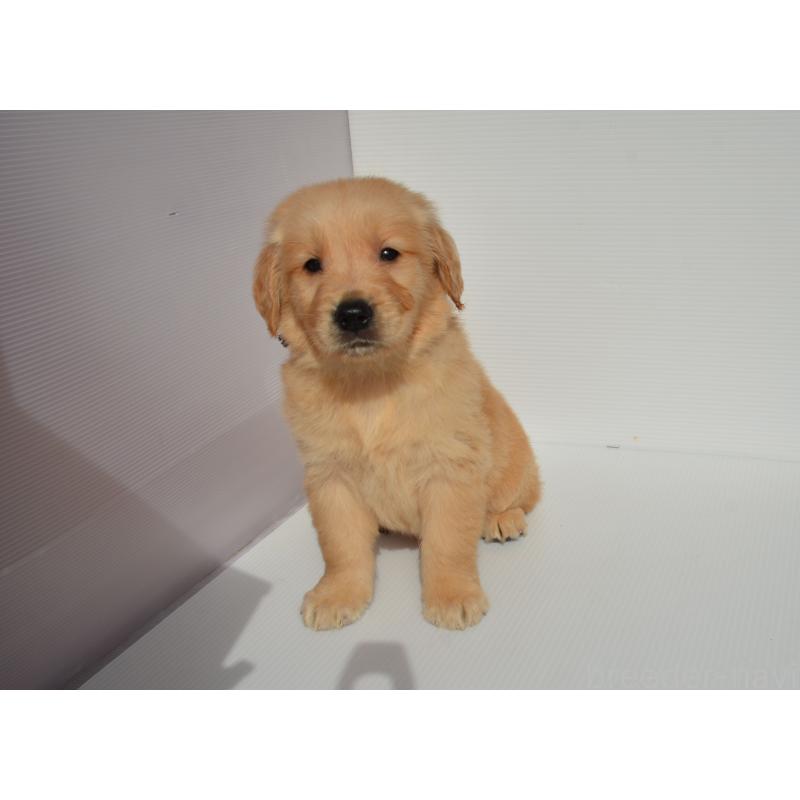 販売中の長崎県のゴールデンレトリーバー-447861の5枚目