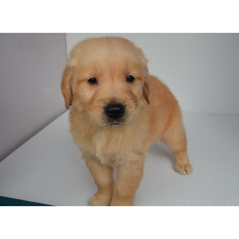 販売中の長崎県のゴールデンレトリーバー-447861の4枚目