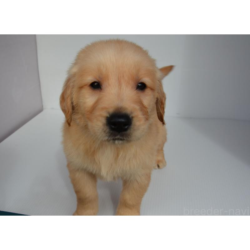 販売中の長崎県のゴールデンレトリーバー-447861の2枚目