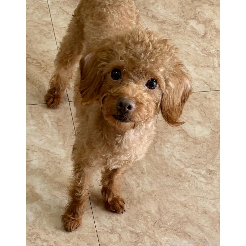 販売中の沖縄県のミックス犬-447864の1枚目