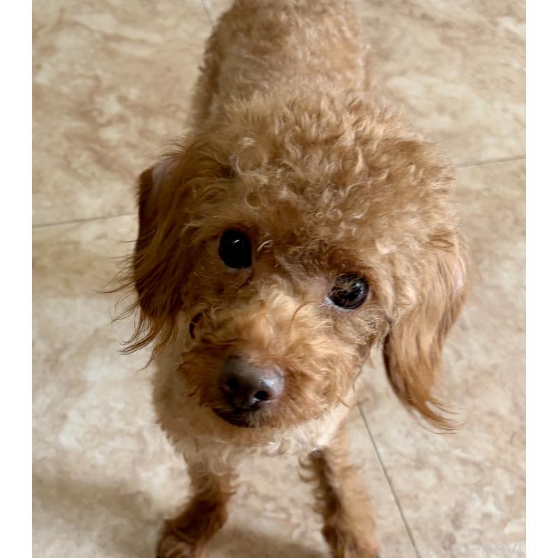 販売中の沖縄県のミックス犬-447864の4枚目