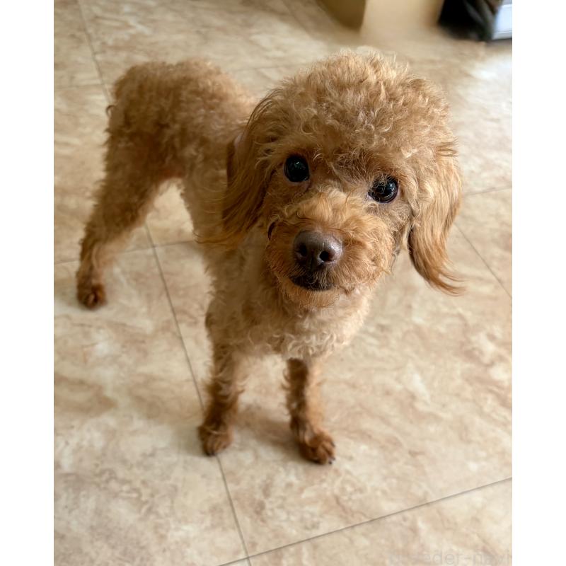 販売中の沖縄県のミックス犬-447864の3枚目