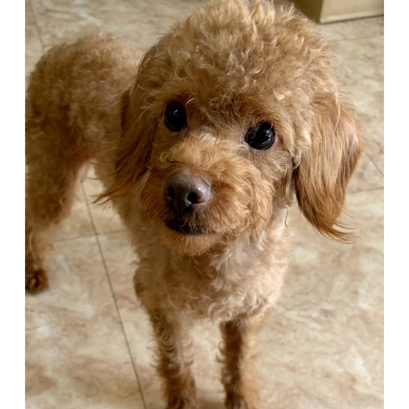 販売中の沖縄県のミックス犬-447864の2枚目