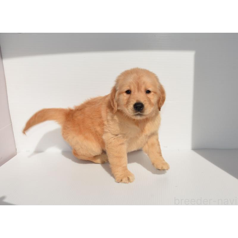 販売中の長崎県のゴールデンレトリーバー-447863の6枚目