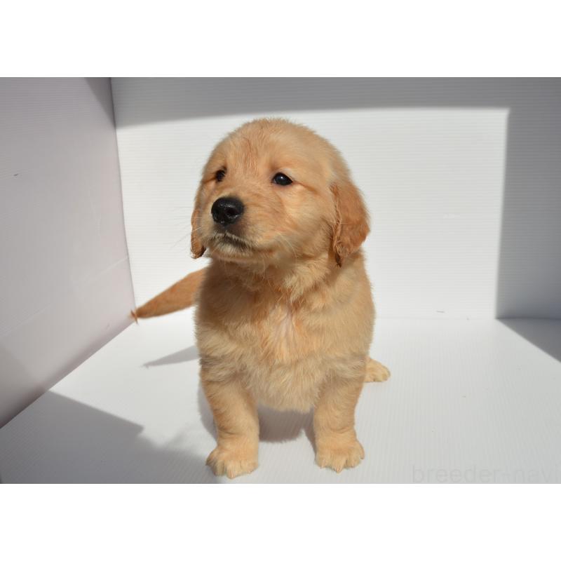 販売中の長崎県のゴールデンレトリーバー-447863の5枚目