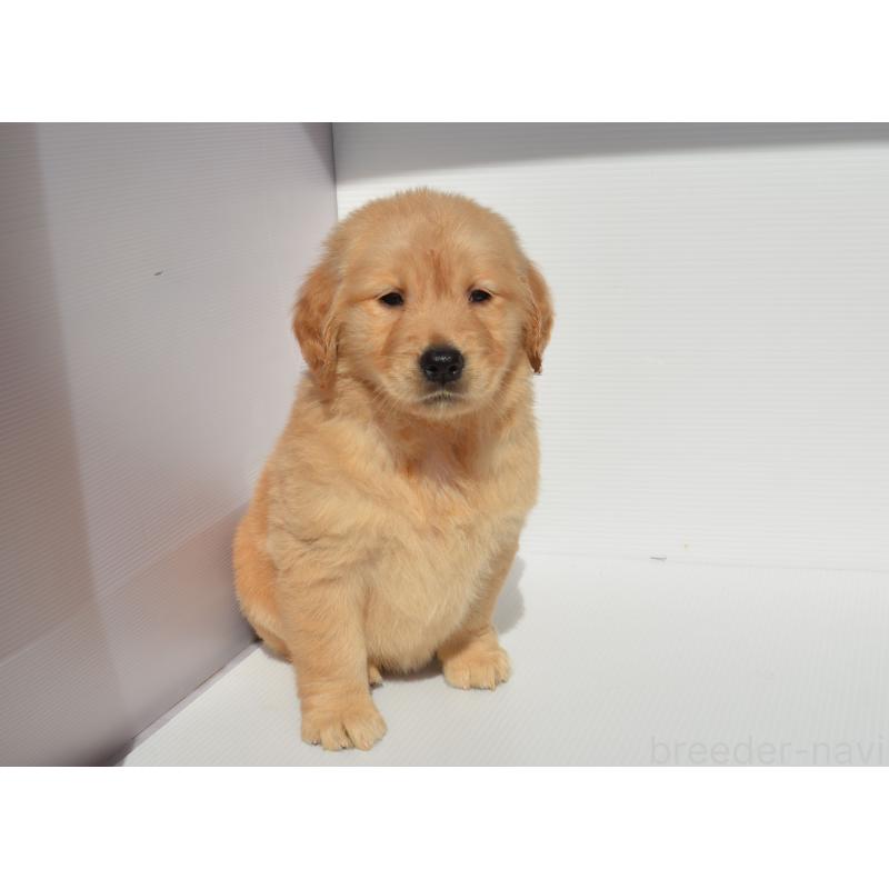 販売中の長崎県のゴールデンレトリーバー-447863の4枚目