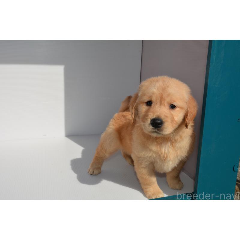 販売中の長崎県のゴールデンレトリーバー-447863の3枚目