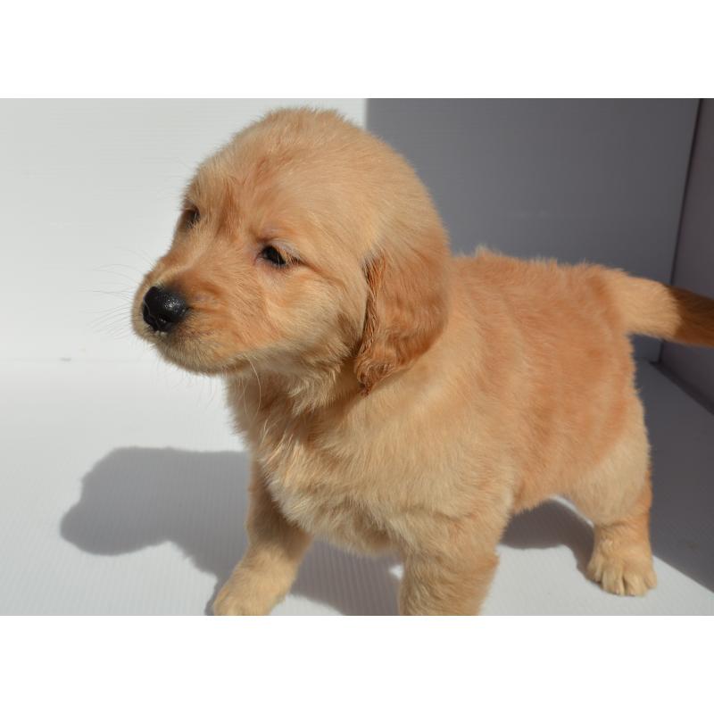 販売中の長崎県のゴールデンレトリーバー-447863の2枚目