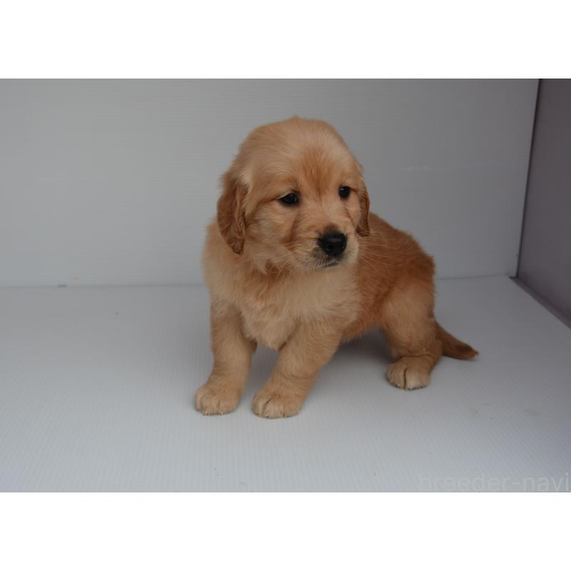 販売中の長崎県のゴールデンレトリーバー-447865の6枚目