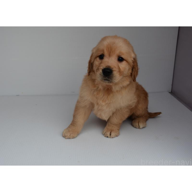 販売中の長崎県のゴールデンレトリーバー-447865の5枚目