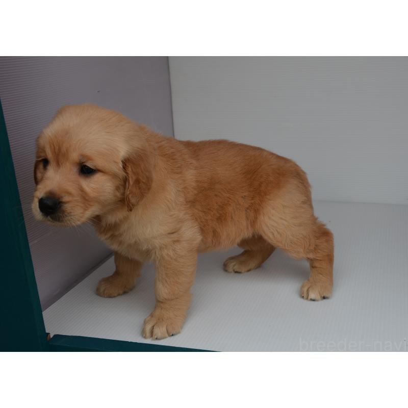 販売中の長崎県のゴールデンレトリーバー-447865の4枚目