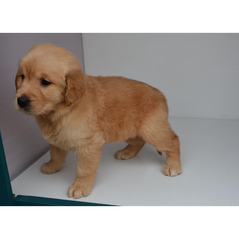 販売中の長崎県のゴールデンレトリーバー-447865の3枚目