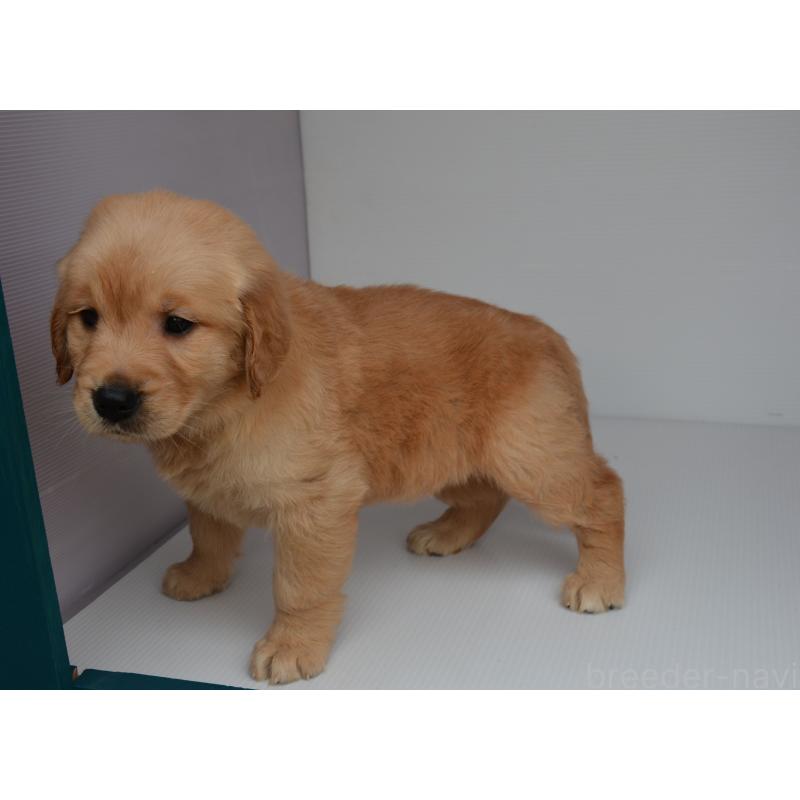 販売中の長崎県のゴールデンレトリーバー-447865の2枚目