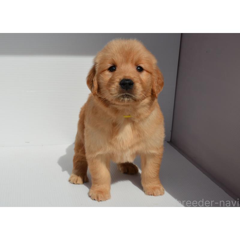 販売中の長崎県のゴールデンレトリーバー-447866の6枚目