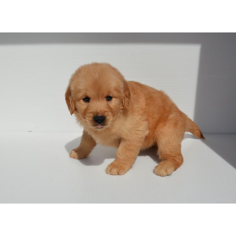 販売中の長崎県のゴールデンレトリーバー-447866の5枚目