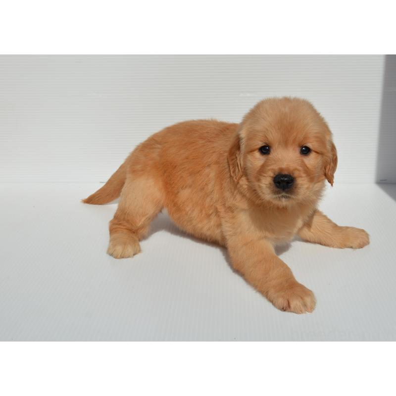 販売中の長崎県のゴールデンレトリーバー-447866の3枚目