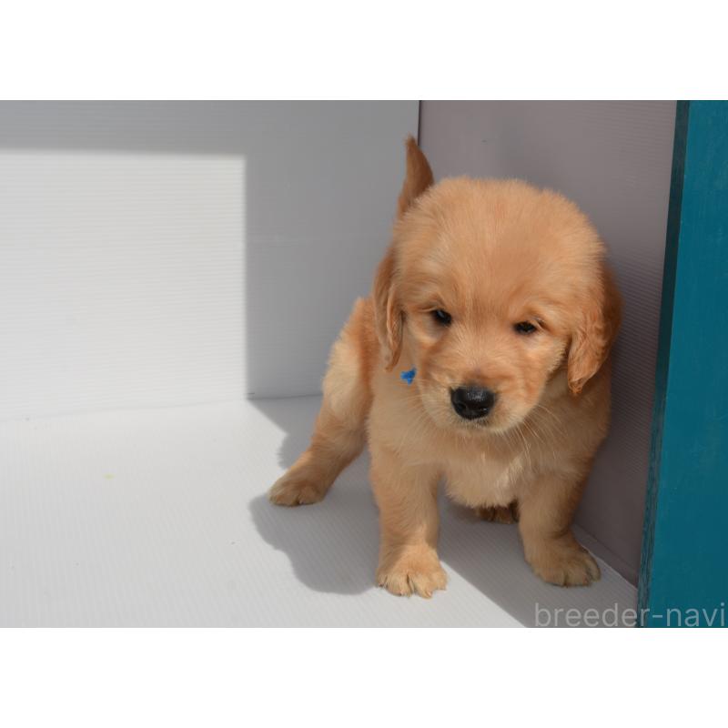 販売中の長崎県のゴールデンレトリーバー-447867の6枚目