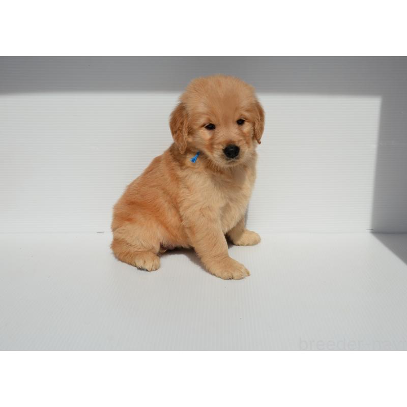 販売中の長崎県のゴールデンレトリーバー-447867の4枚目