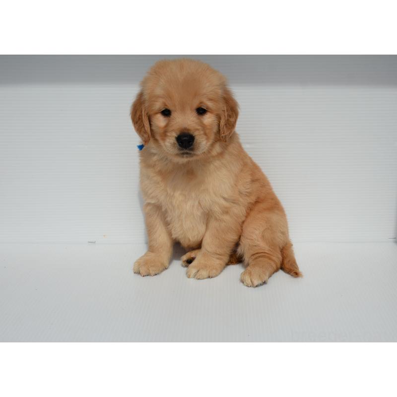 販売中の長崎県のゴールデンレトリーバー-447867の3枚目