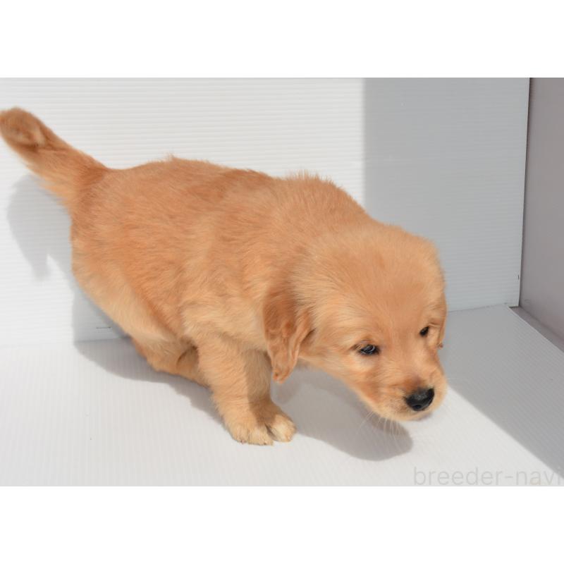 販売中の長崎県のゴールデンレトリーバー-447867の2枚目
