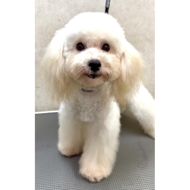 販売中の沖縄県のミックス犬-447879の8枚目