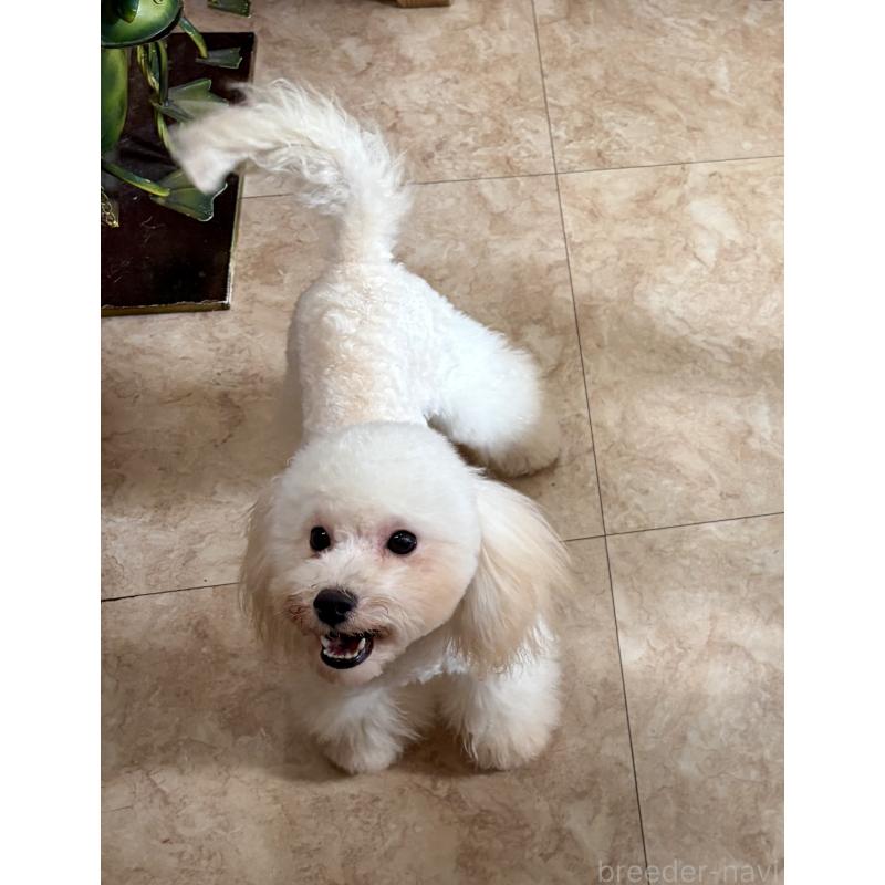 販売中の沖縄県のミックス犬-447879