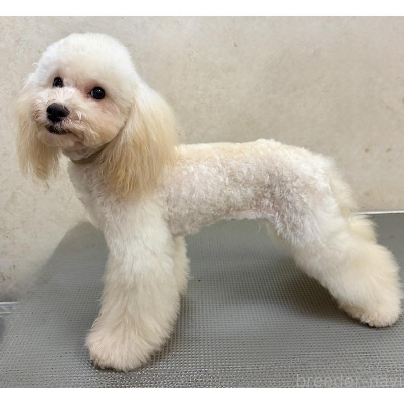 販売中の沖縄県のミックス犬-447879の7枚目