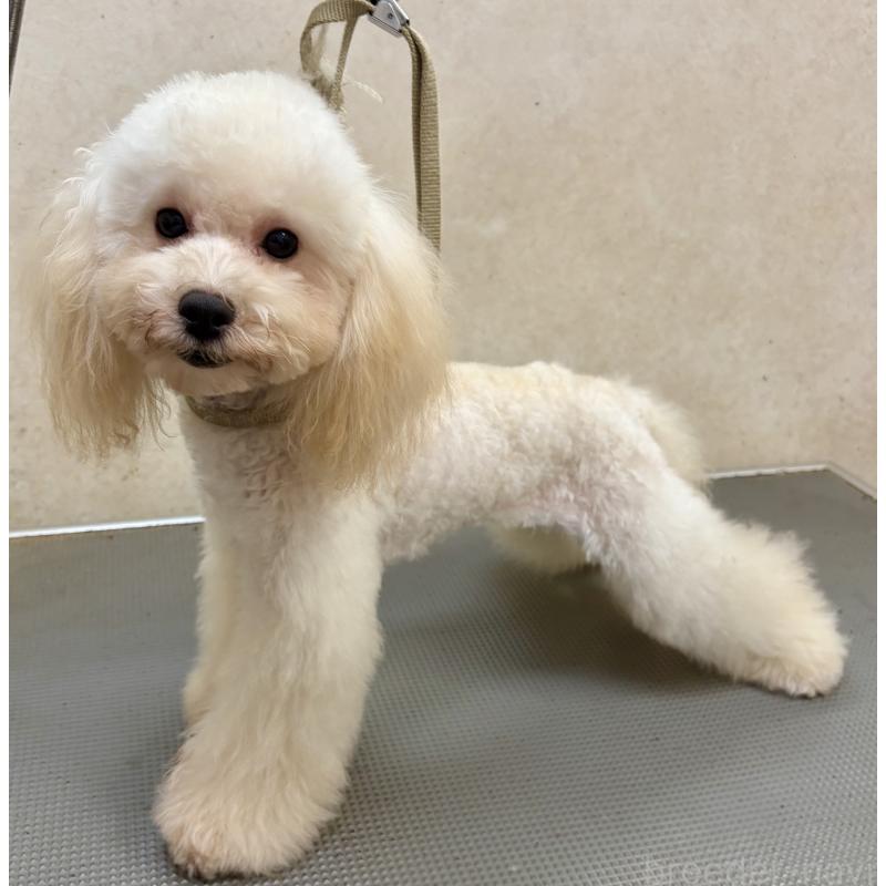 販売中の沖縄県のミックス犬-447879の5枚目