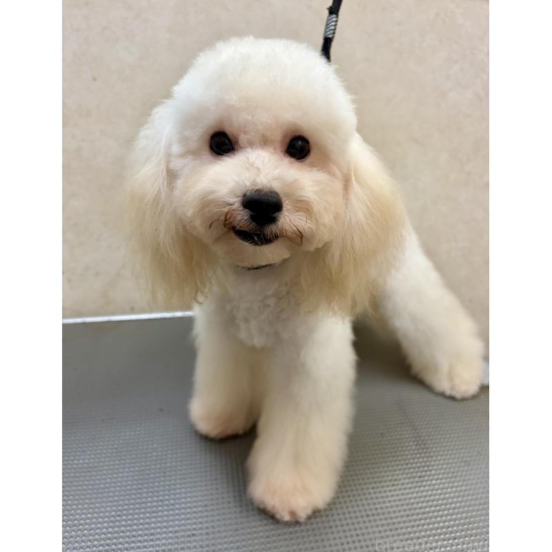 販売中の沖縄県のミックス犬-447879の4枚目