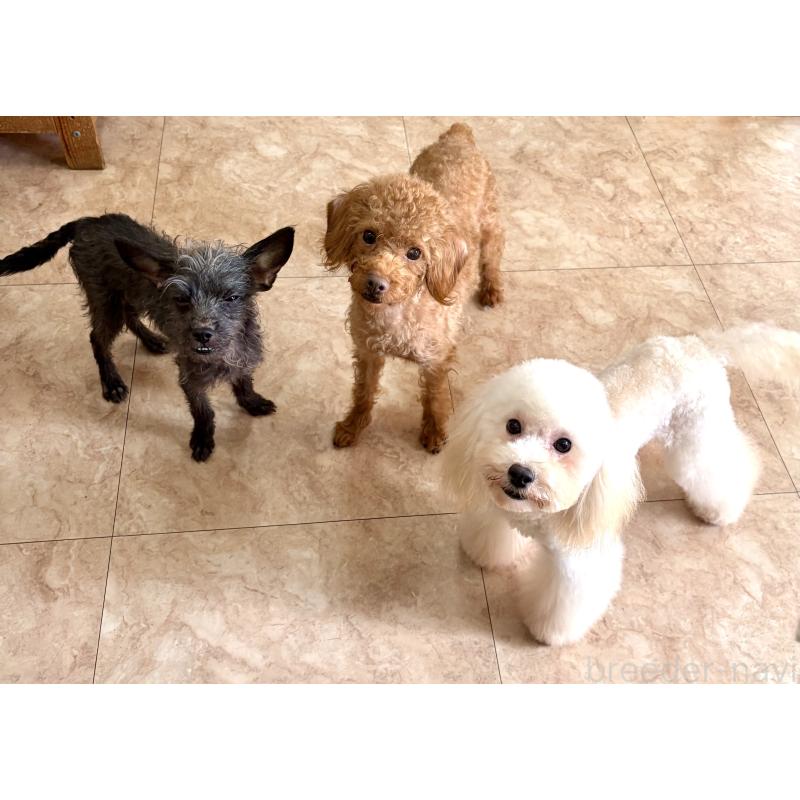 販売中の沖縄県のミックス犬-447879の2枚目