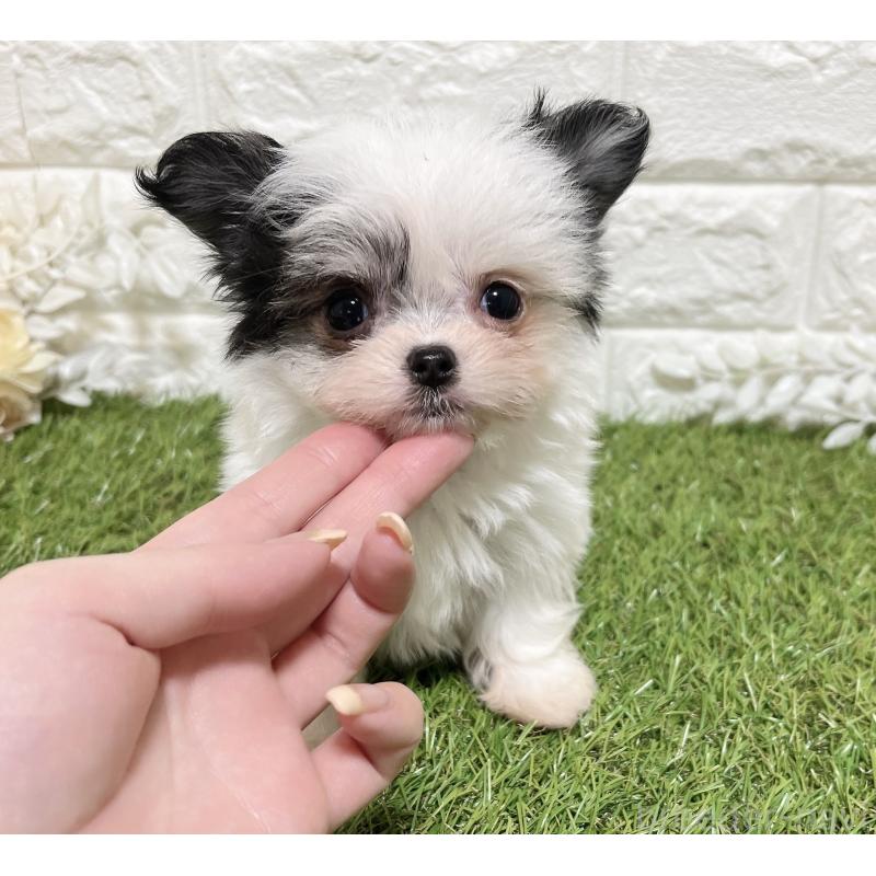 販売中の福岡県のチワマル:チワワ×マルチーズ-437201の8枚目