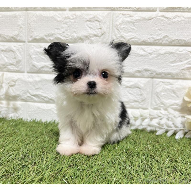 販売中の福岡県のチワマル:チワワ×マルチーズ-437201の6枚目