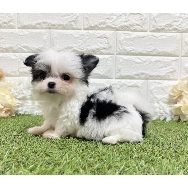 販売中の福岡県のチワマル:チワワ×マルチーズ-437201の5枚目