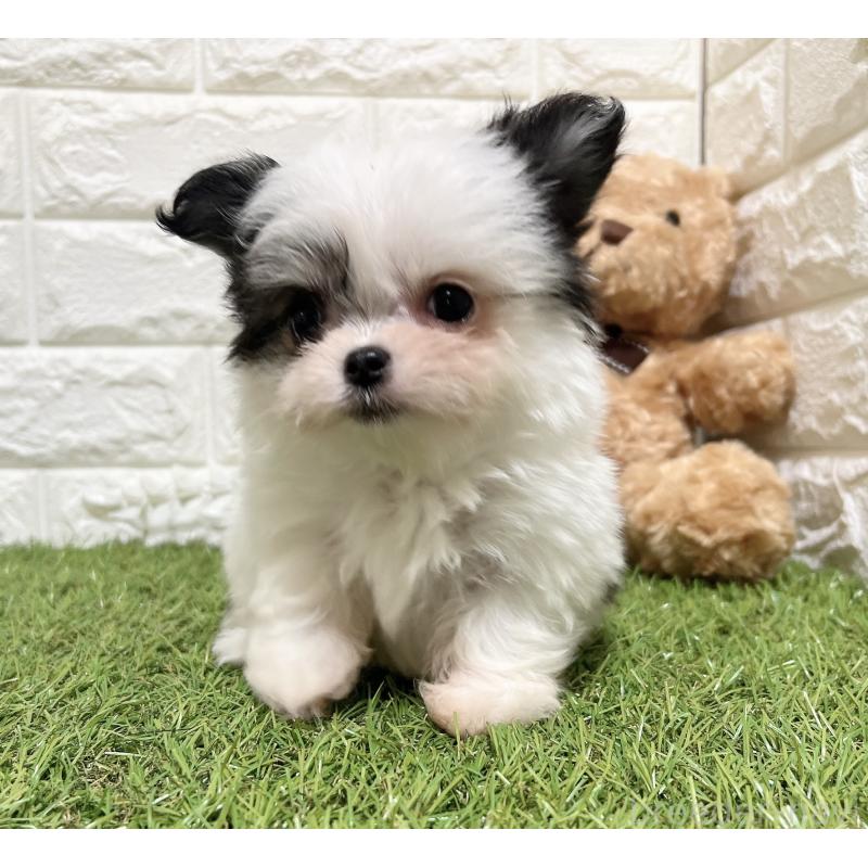 販売中の福岡県のチワマル:チワワ×マルチーズ-437201の4枚目