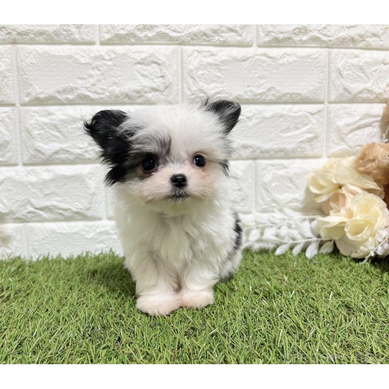 販売中の福岡県のチワマル:チワワ×マルチーズ-437201の3枚目