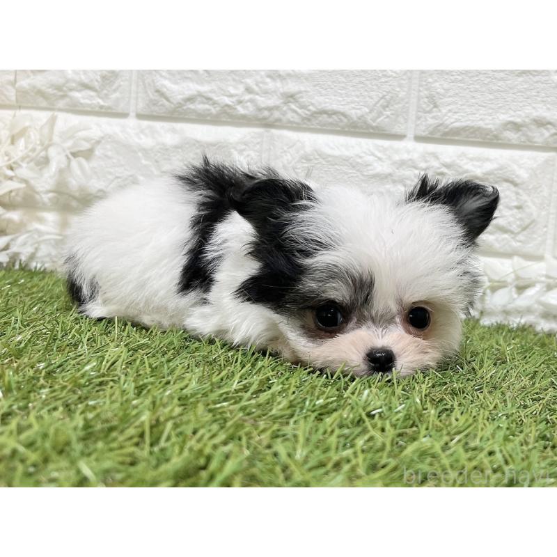 販売中の福岡県のチワマル:チワワ×マルチーズ-437201の2枚目