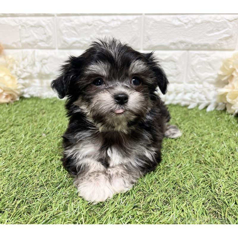 販売中の福岡県のチワマル:チワワ×マルチーズ-437199の4枚目