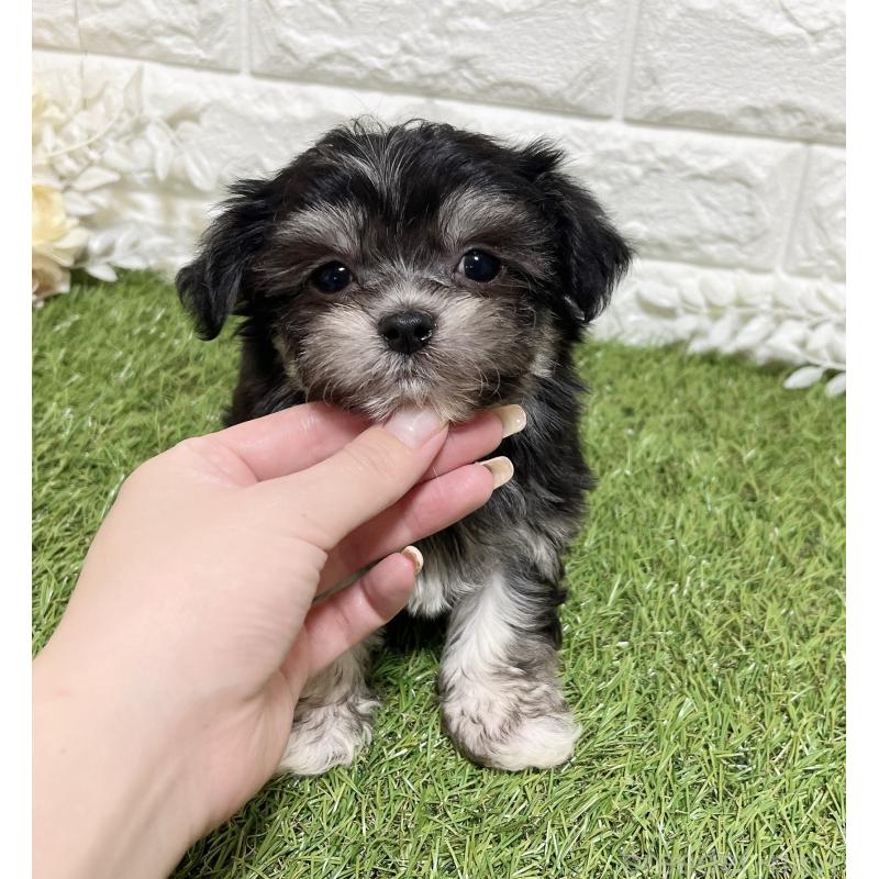 販売中の福岡県のチワマル:チワワ×マルチーズ-437199の3枚目