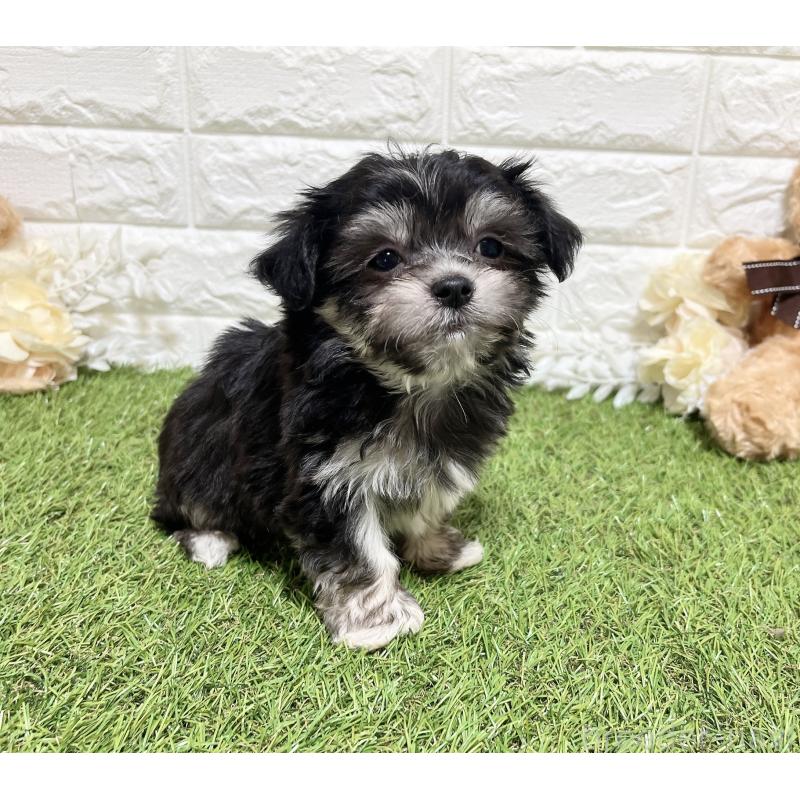 販売中の福岡県のチワマル:チワワ×マルチーズ-437199の2枚目