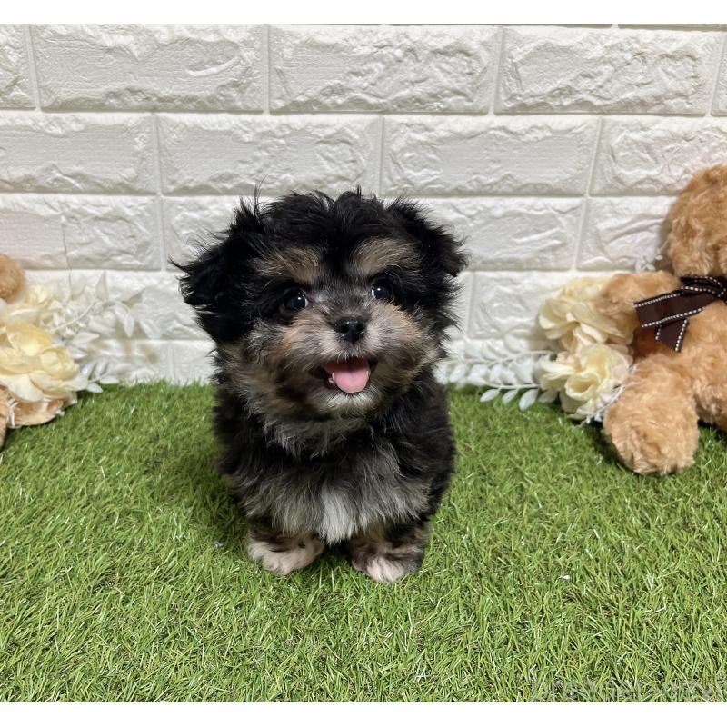 成約済の福岡県のチワマル:チワワ×マルチーズ-437197の4枚目