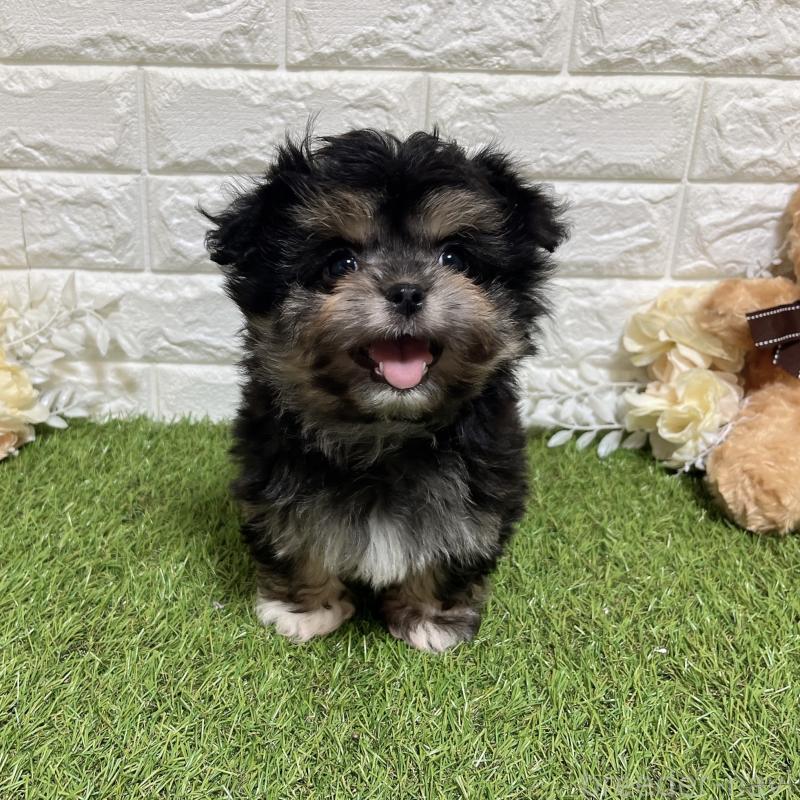 成約済の福岡県のチワマル:チワワ×マルチーズ-437197の1枚目